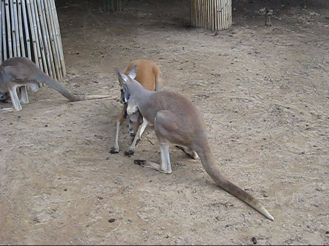 kangaroo playing with another kangaroo and an antelope