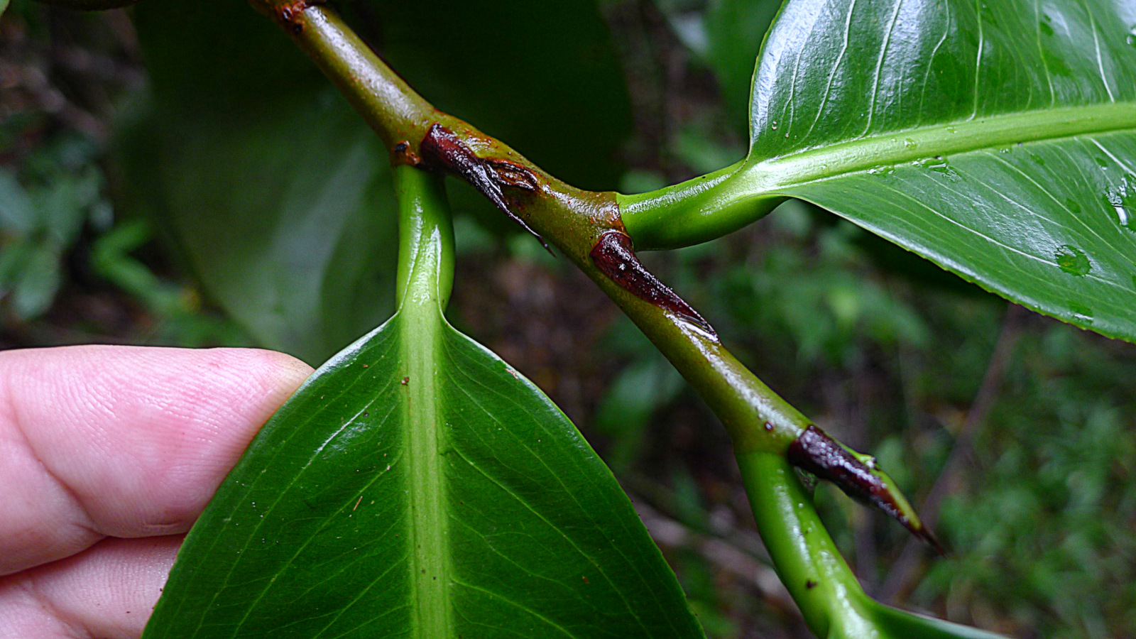 a person holds a green plant with brown, thin stems