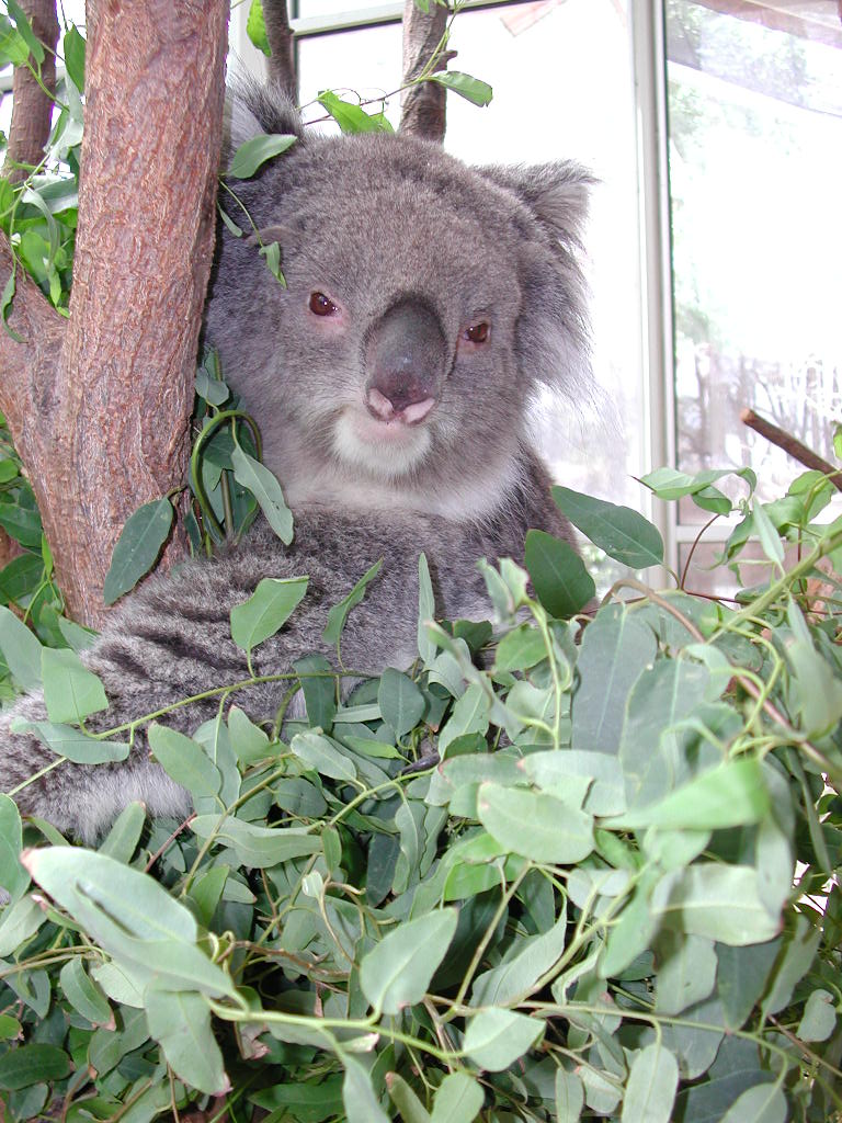 a small grey and white cat sitting on top of a tree