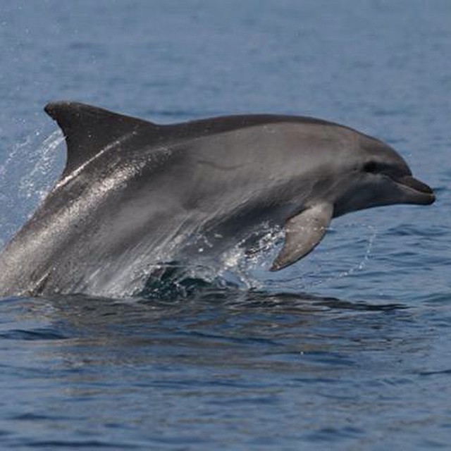 an dolphin jumps out of the water