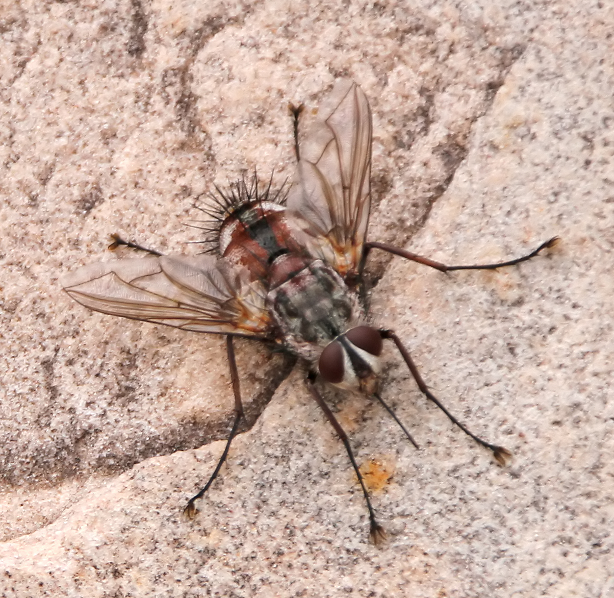 a close up of a fly on the ground