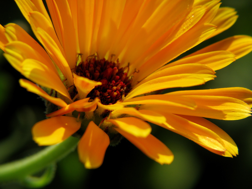 close up view of a yellow flower blooming