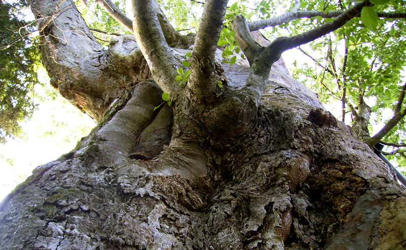 the bottom view of a large tree with lots of nches