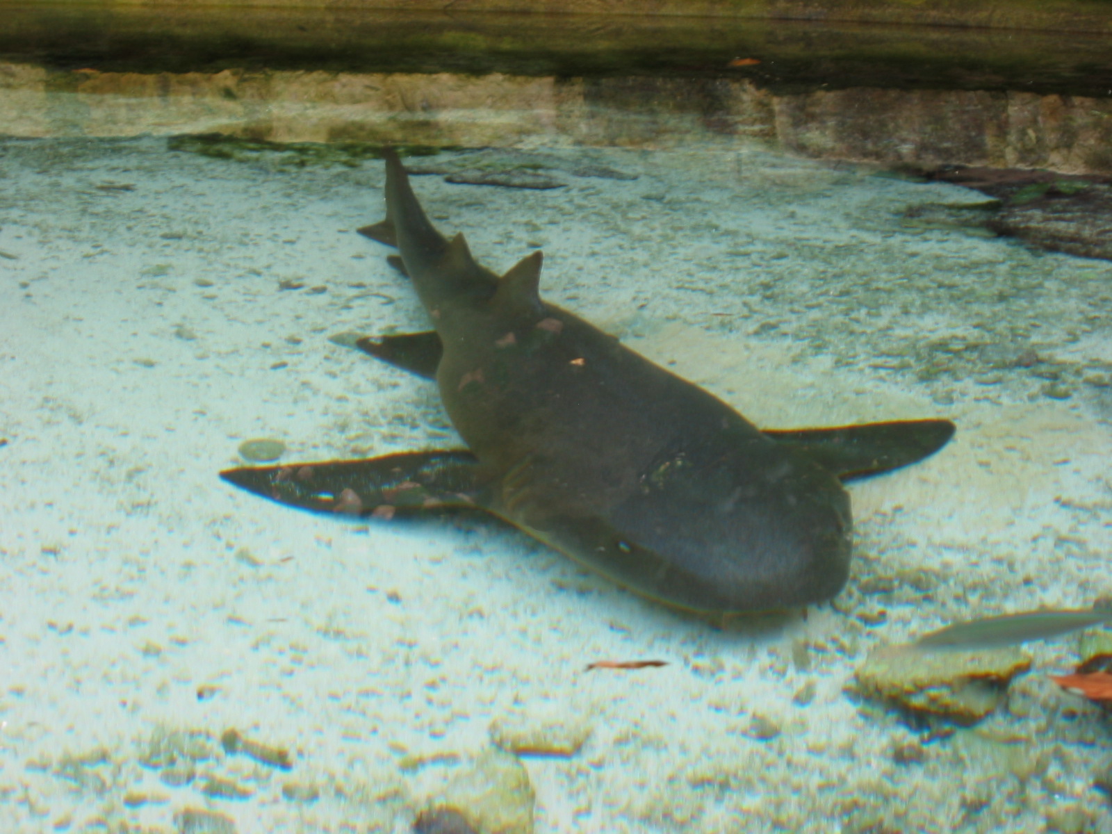 a very big dog that is laying down in the water