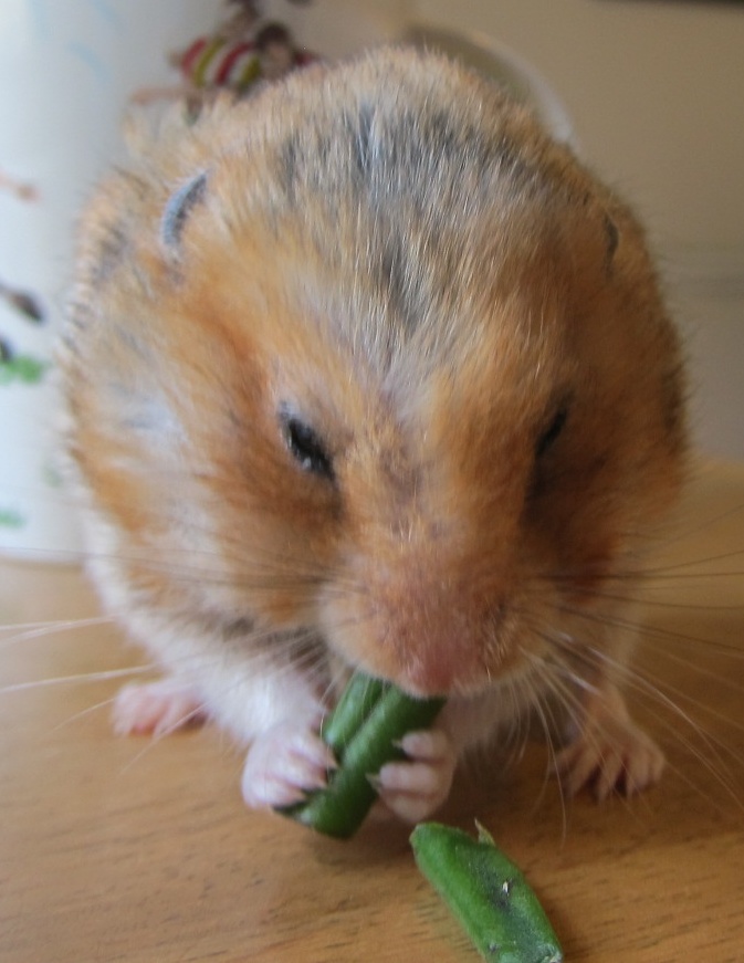 a hamster plays with a green object
