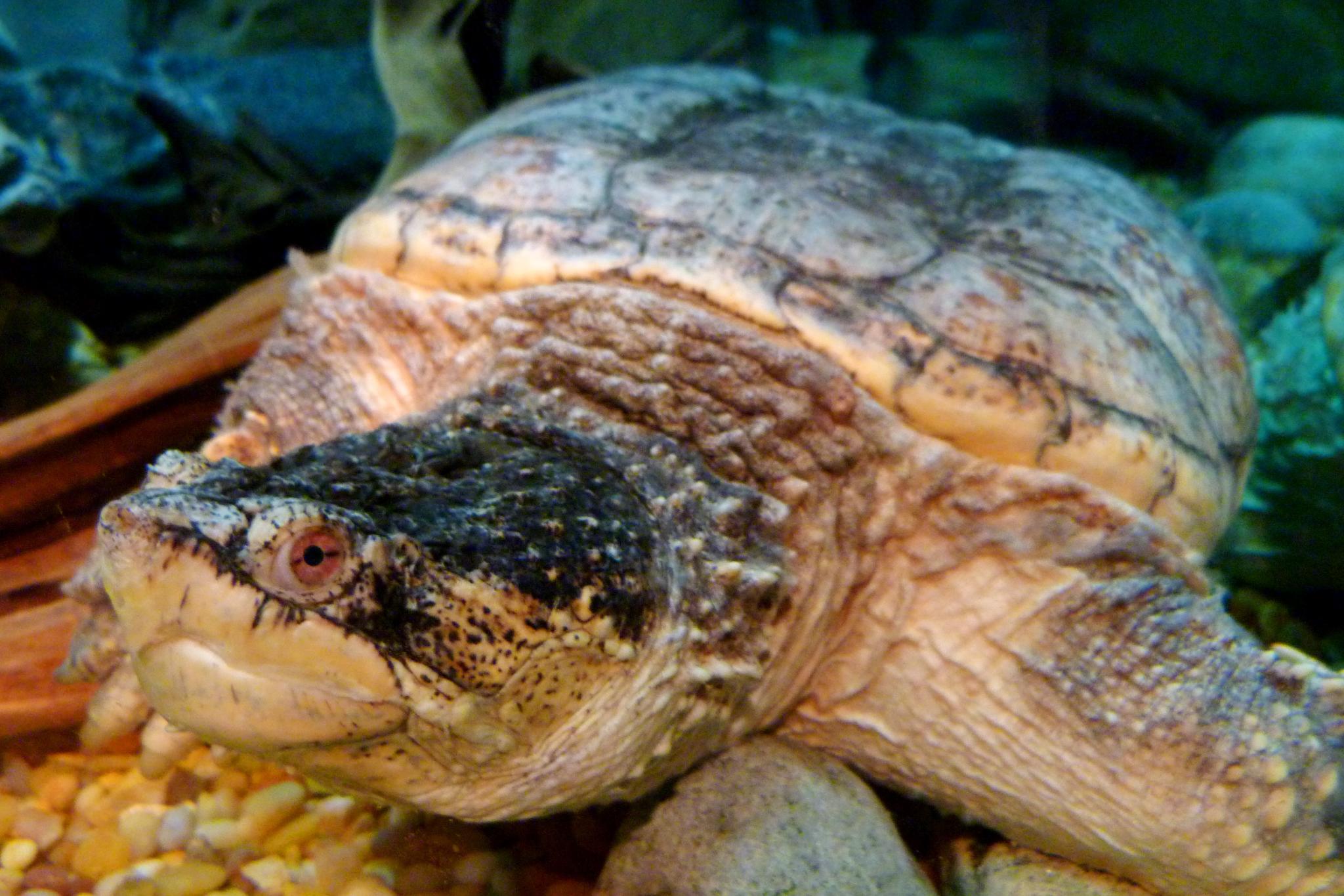 a brown turtle sitting on top of rocks in a field