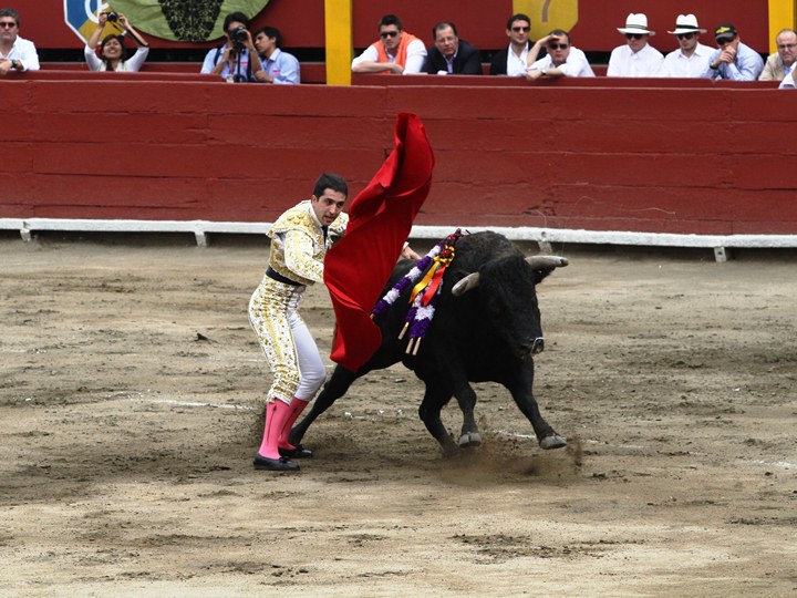 a man in red shirt wrestles a black bull