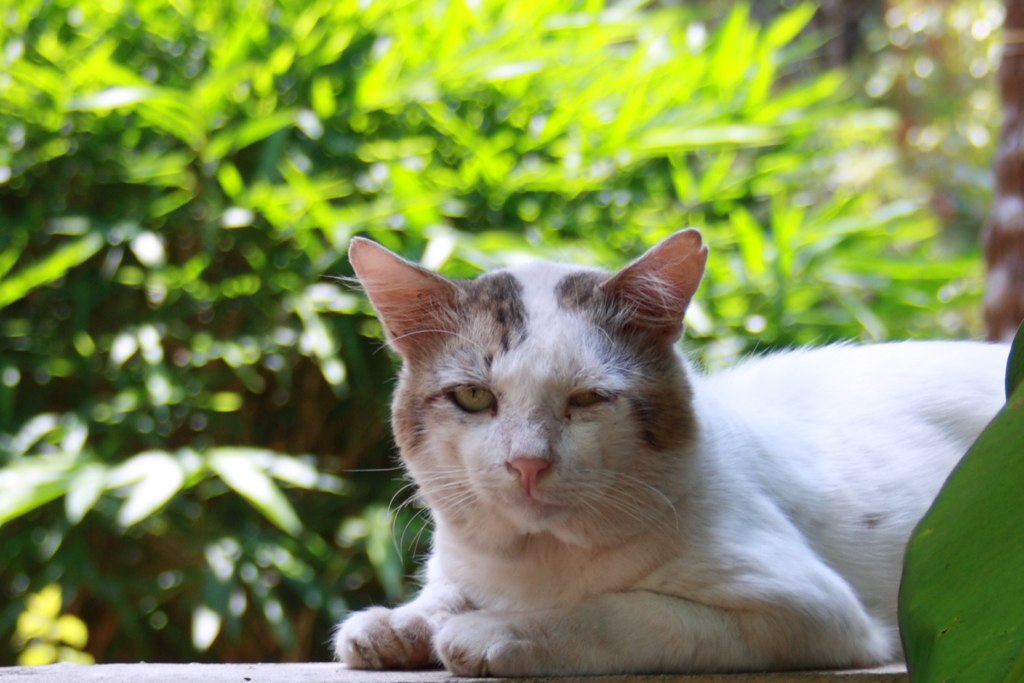 a close up of a cat laying on top of a table