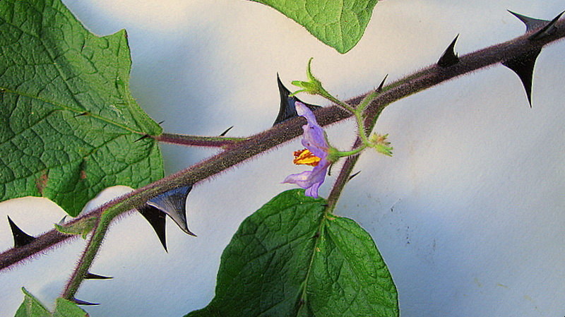 a single purple flower on a vine with green leaves