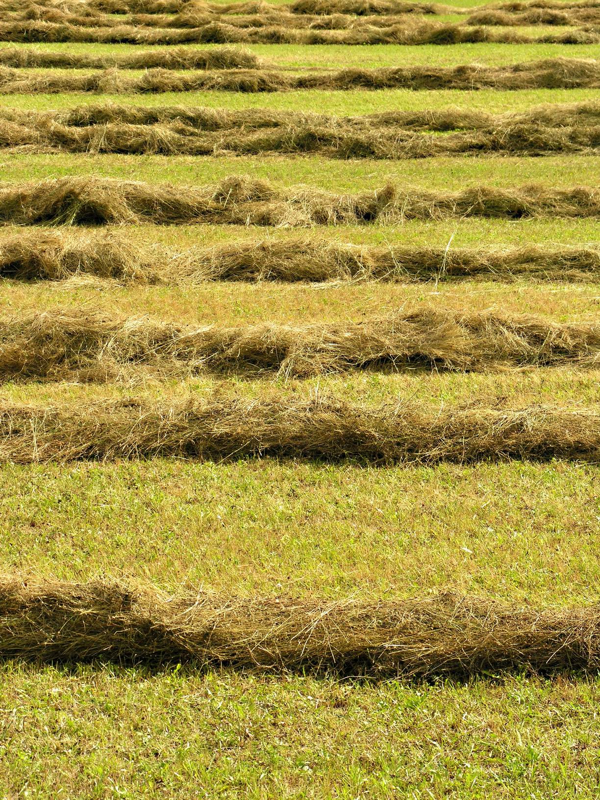 sheep eating hay in a large open field