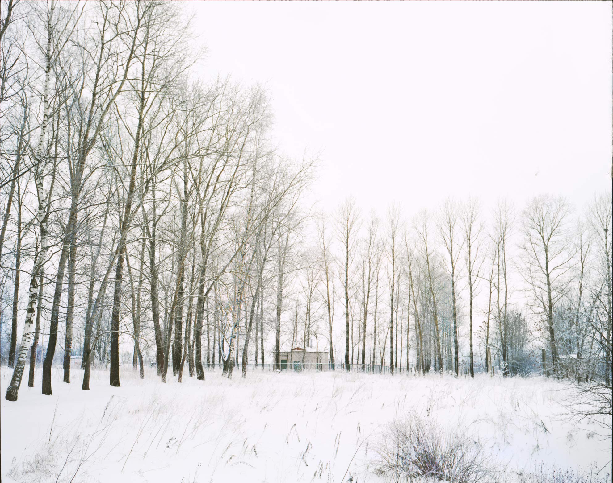 some trees snow snow and grass and a red fire hydrant