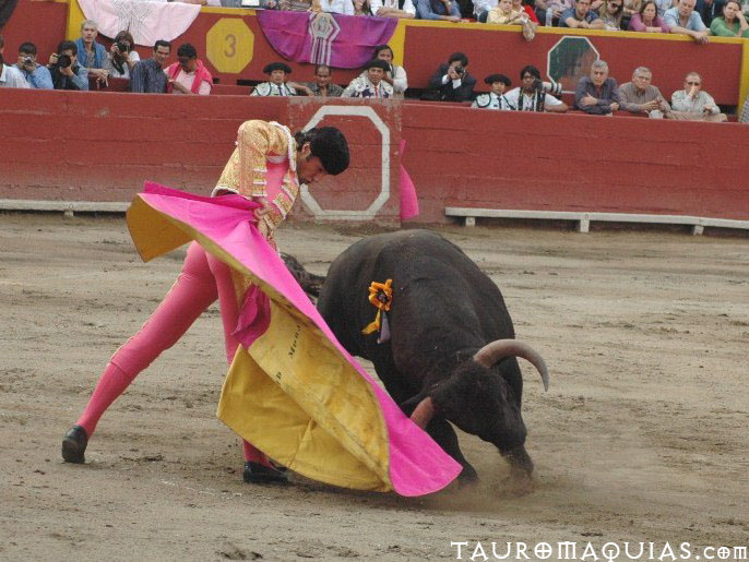 the woman is wrestling in front of the bull