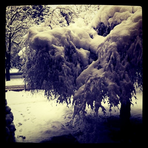 the trees are covered in snow during the winter