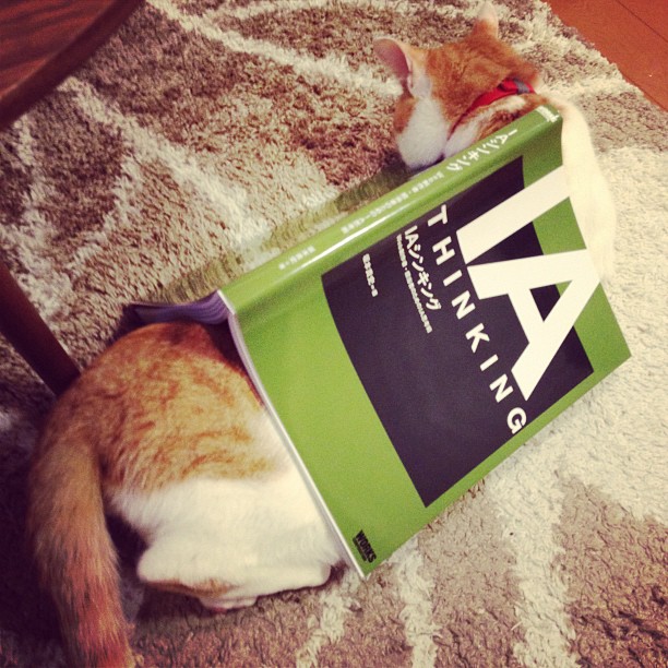 a cat lying on the floor with a fake book on its head