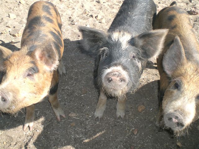 three small pigs, one black and one brown