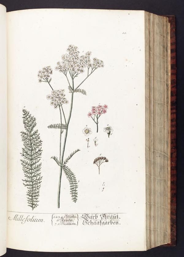 drawing of wildflowers from an old book