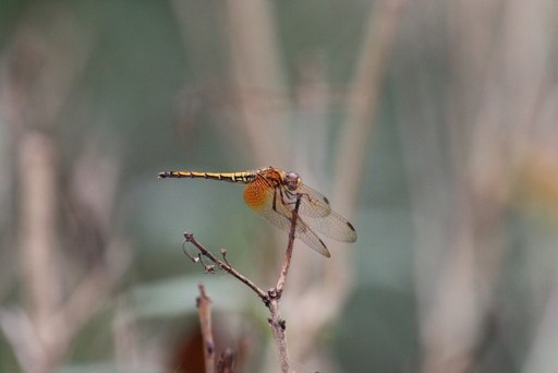 a large red and black dragonfly is sitting on top of a twig