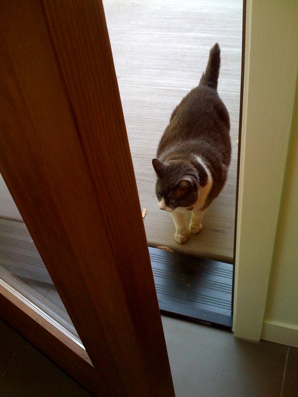 a cat is looking out the front door