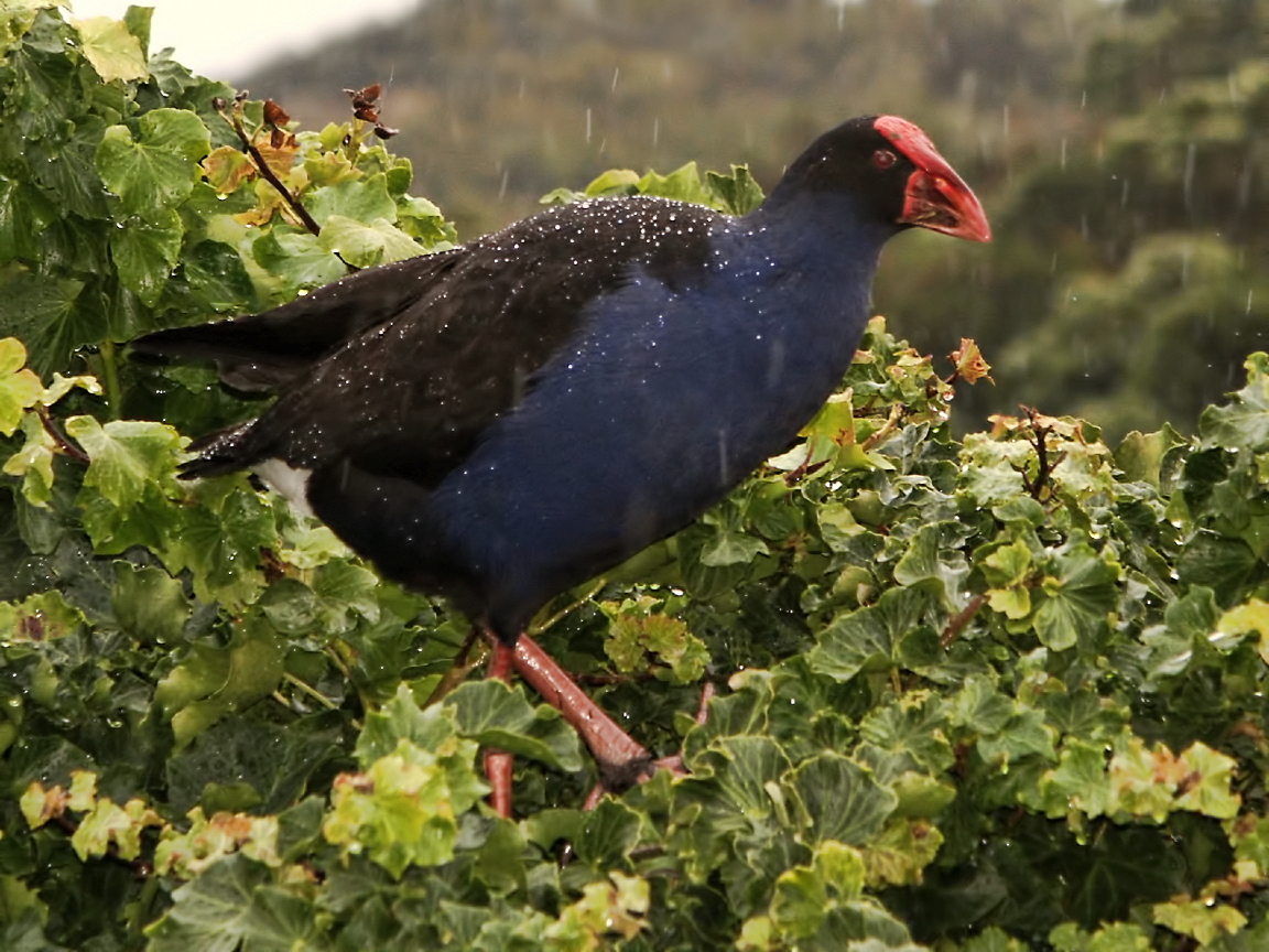 a blue and black bird standing on top of a lush green tree