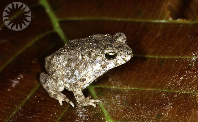 a small frog on a leaf is in the dark