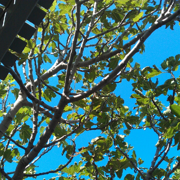 leaves on tree nches under a blue sky