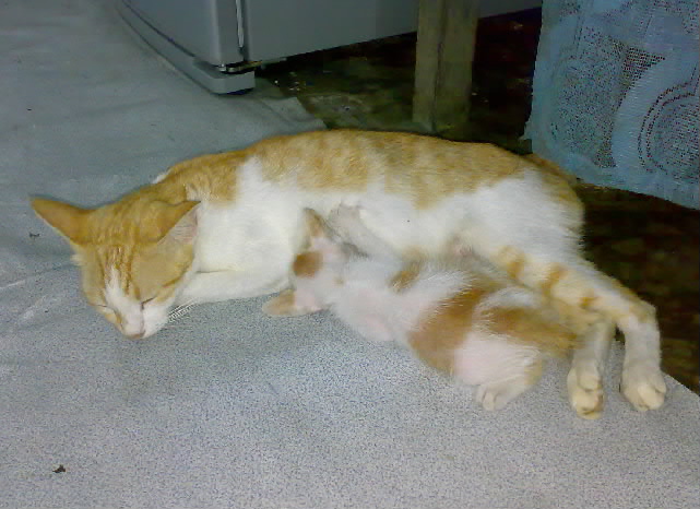 a kitten laying on the ground next to a cat