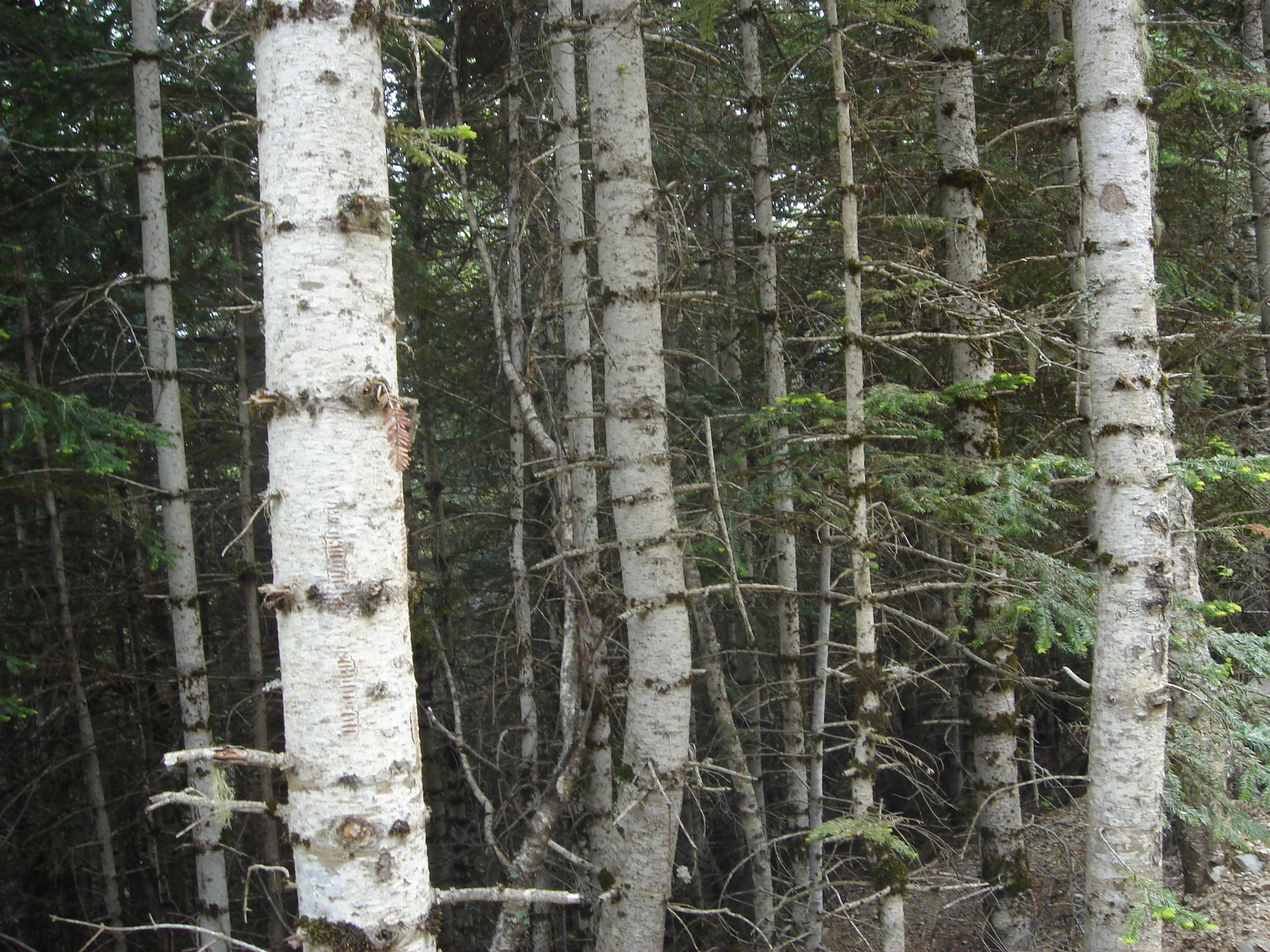 many white trees with black trunks in a forest