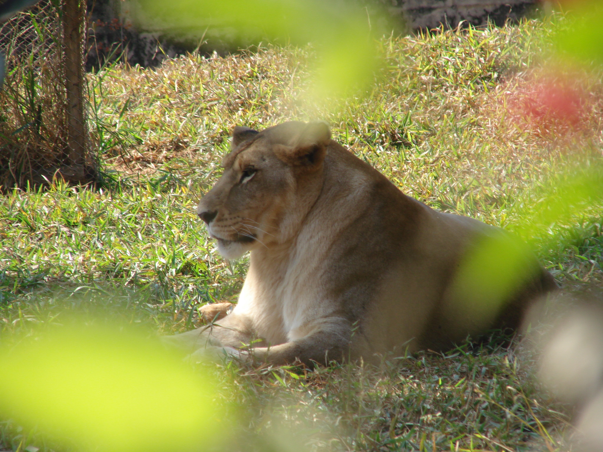 a lion is laying down in the grass