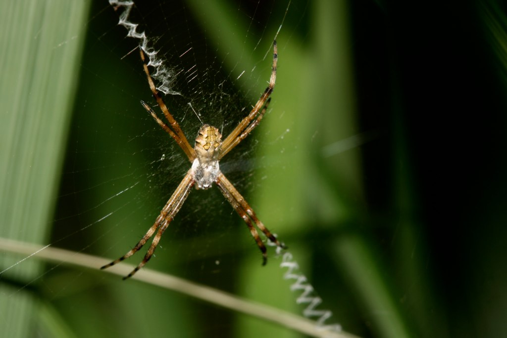 a large brown and black spider sitting on a green leaf
