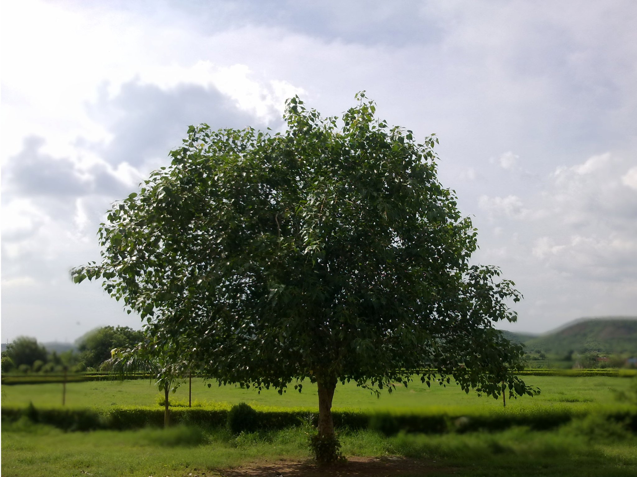a lone tree in the middle of a pasture