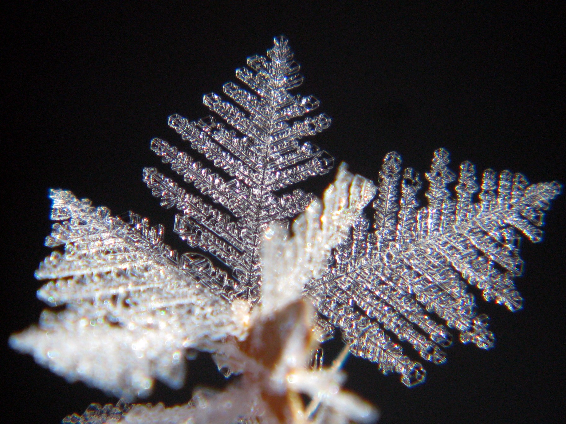 an odd looking snowflake with an odd light reflecting on the leaf