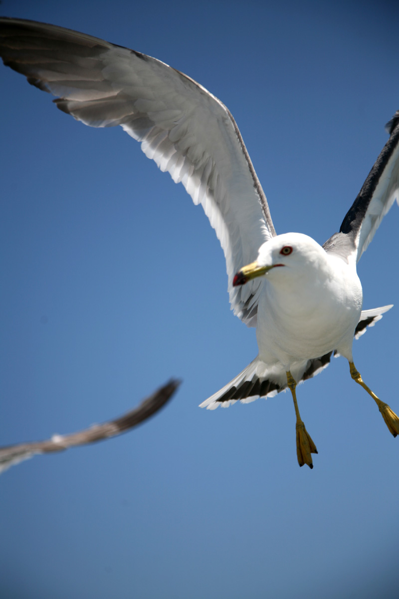 a seagull with its wings out soaring into the blue sky