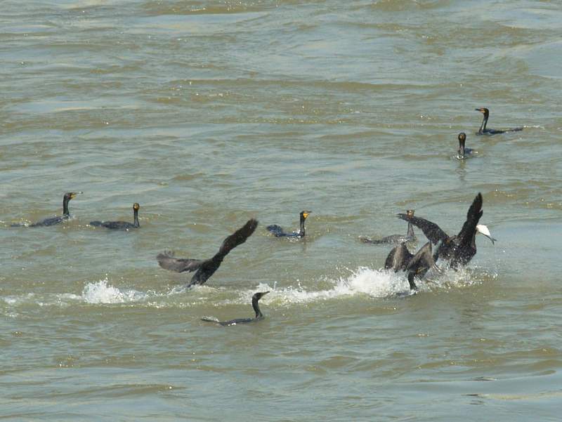 several large birds swimming in the water