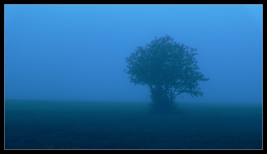 a very large tree sitting on the side of a hill in the fog