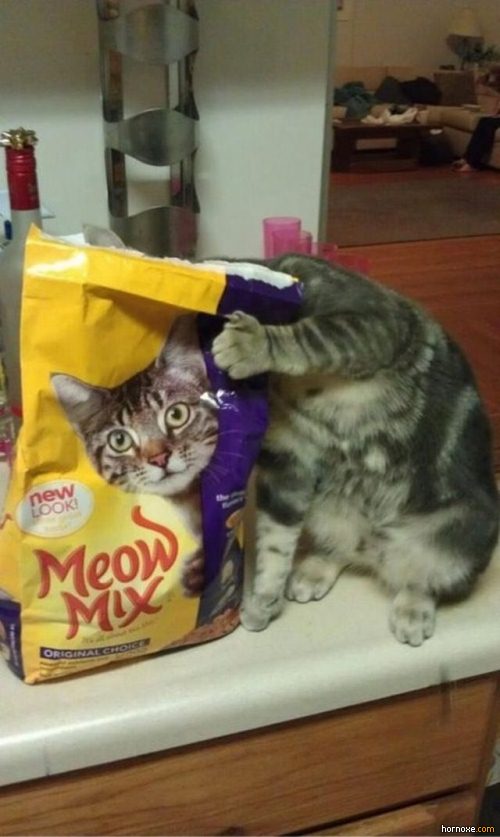 cat with bag full of treats sitting on counter top