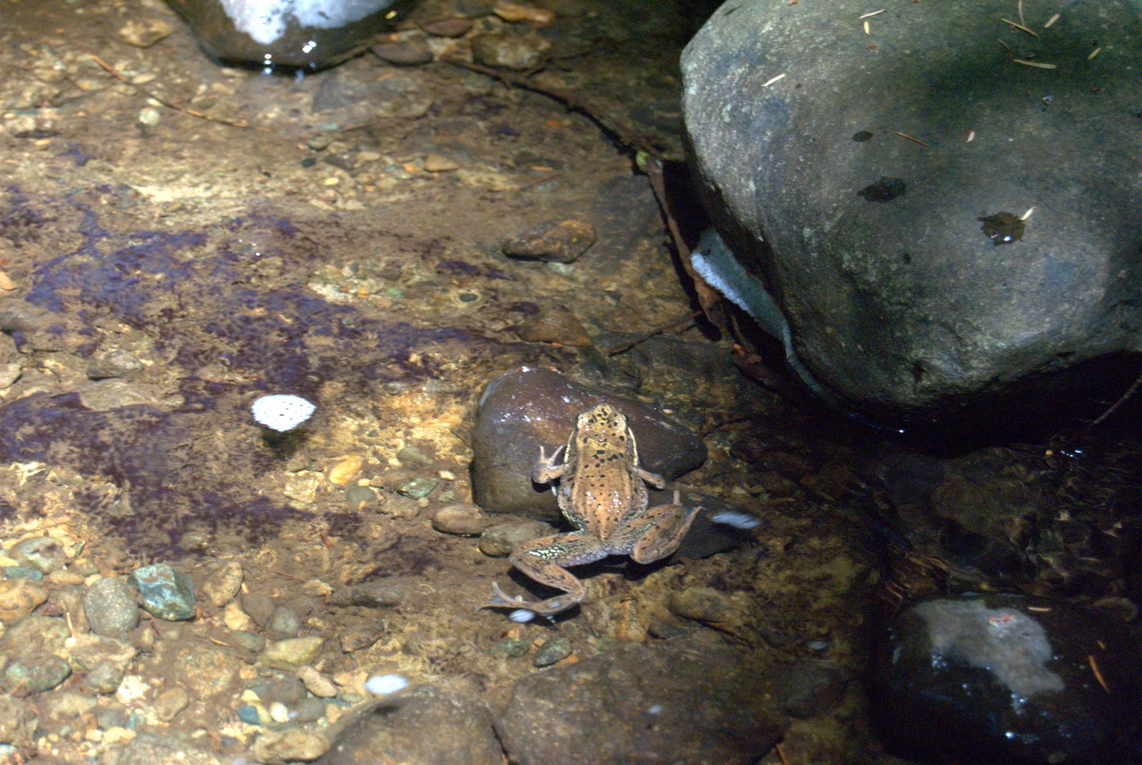 a frog on the ground next to some rocks