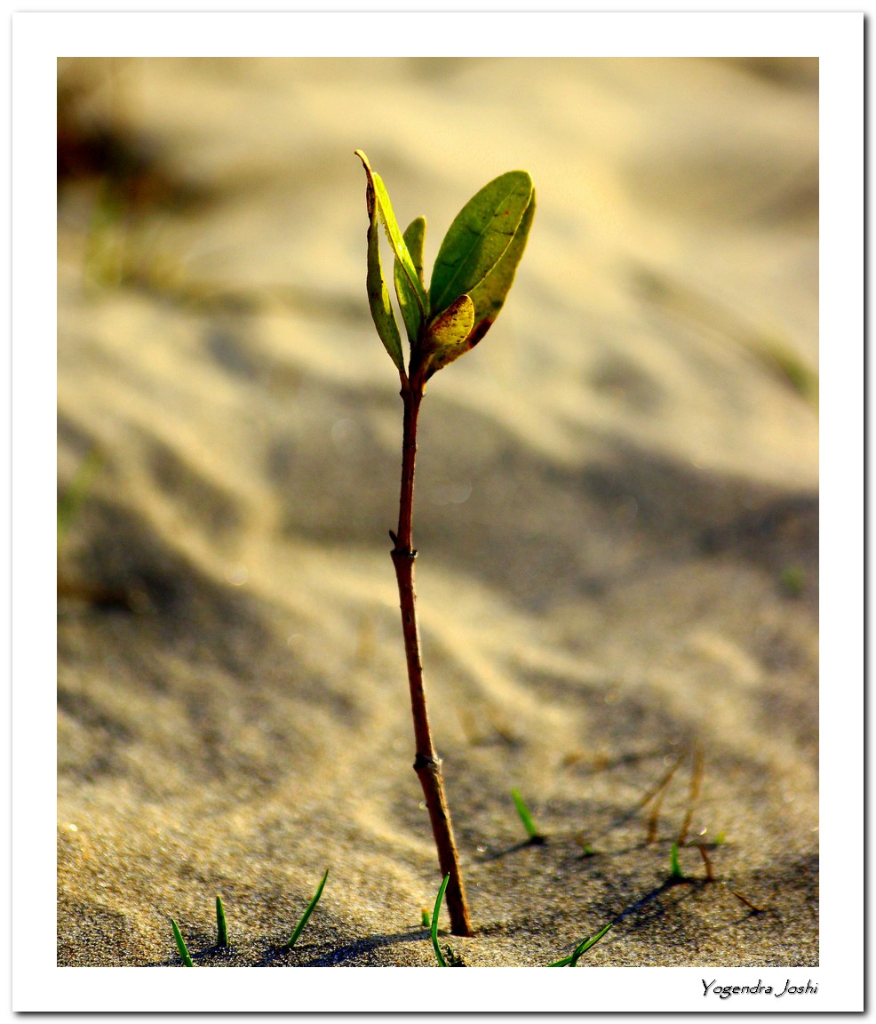 a small green leaf sticking out of the sand