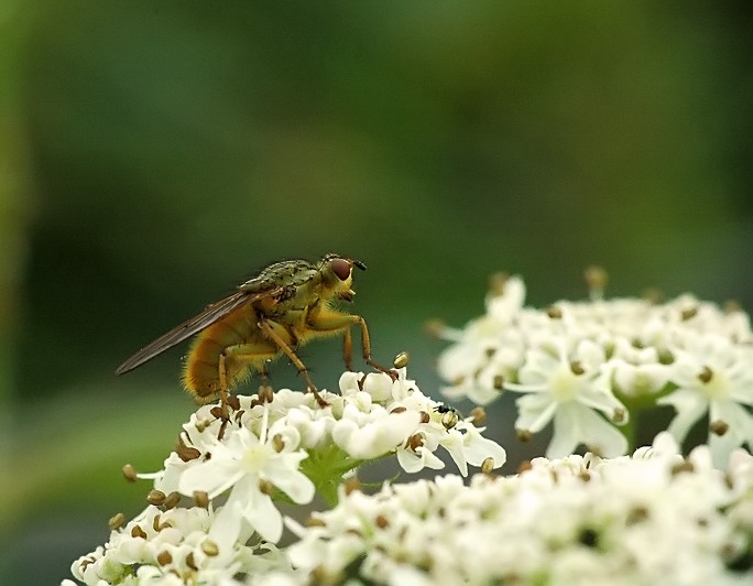 a fly on top of a cluster of white flowers