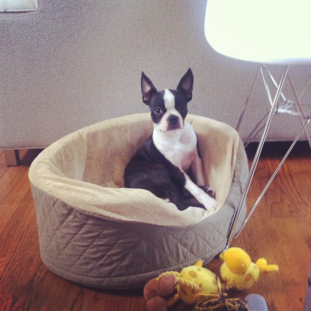 a black and white dog is sitting in a bed