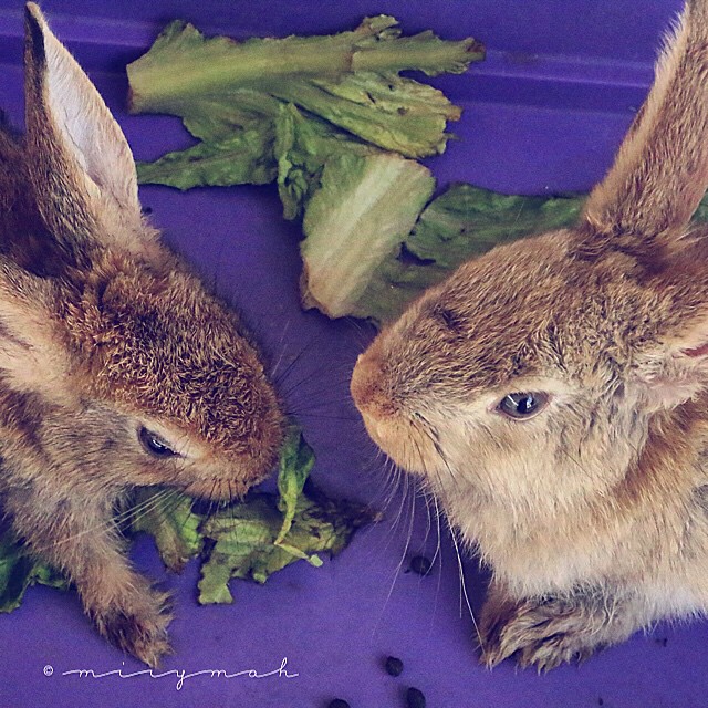 there are two rabbits next to some lettuce