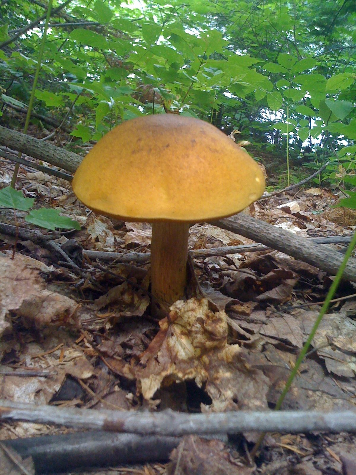 a very small mushroom grows in the leaves