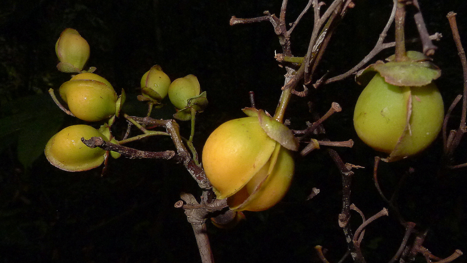 the plant with the large fruit is growing near the tree