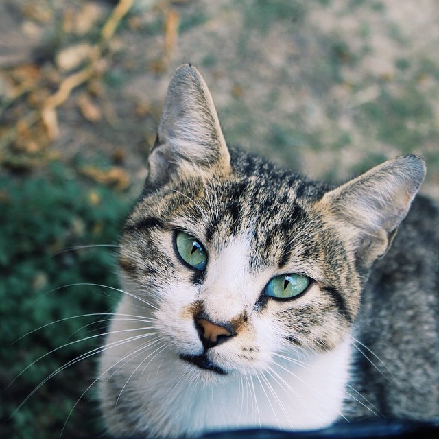 a striped cat stares straight ahead with blue eyes