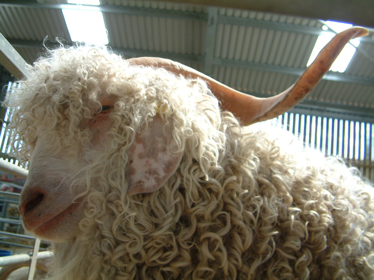 a long haired sheep with horns inside a building