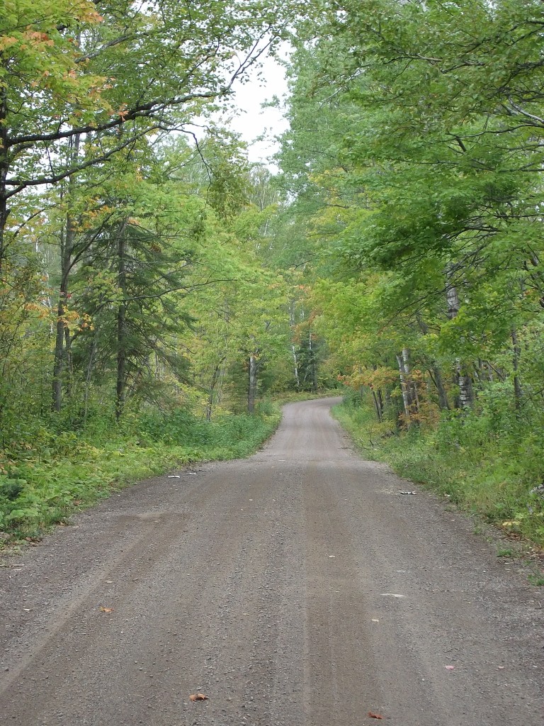 trees, gravel road and sky view from the ground