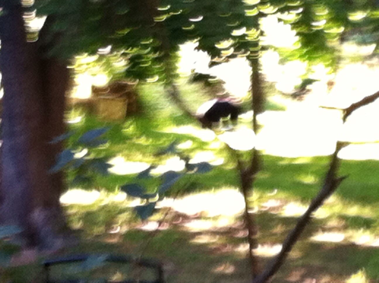 a blurry image of a tree and grassy area