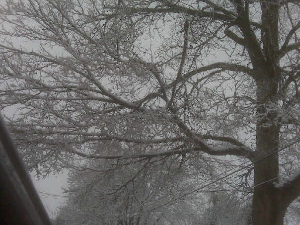 a bare tree is shown in the winter storm