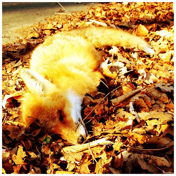 a baby fox naps in the leaves