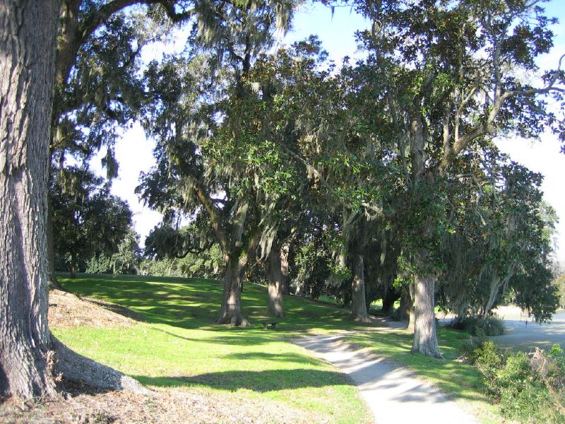 a park area with many trees on both sides