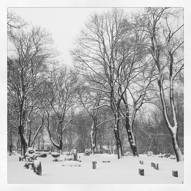 a snow covered park with snow on trees